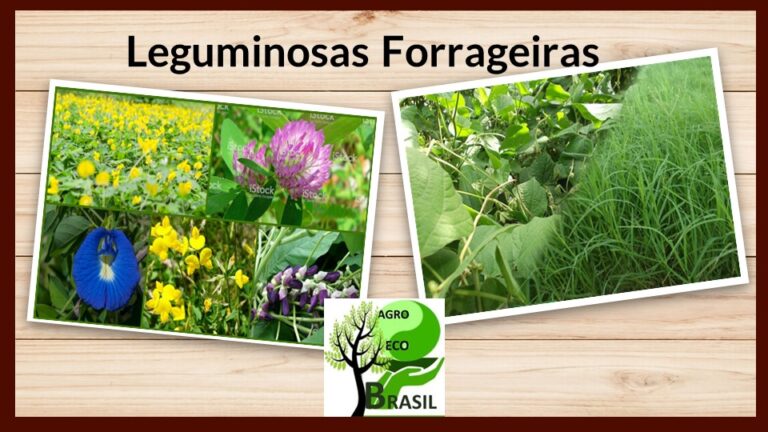 leguminosas forrageiras
