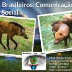 Ambiente em foco canídeos 1