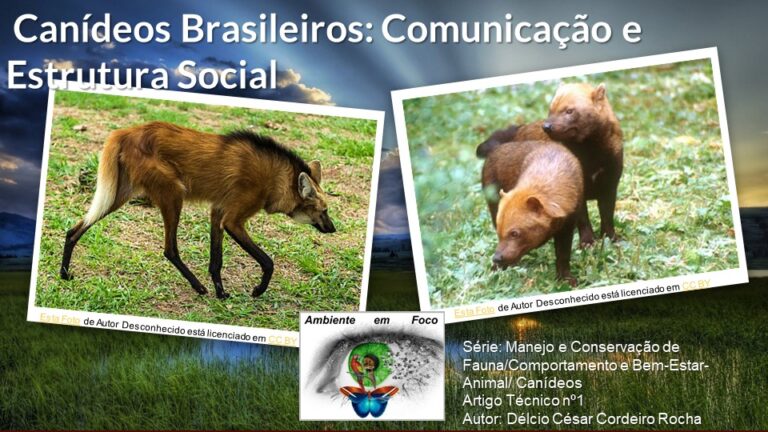 Ambiente em foco canídeos 1