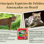 Felinos 4