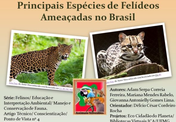 Felinos 4