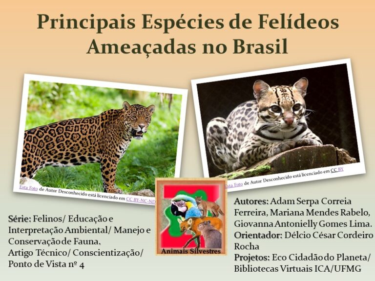 Felinos 4
